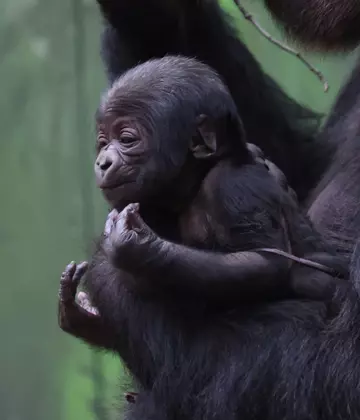 Gorilla baby close-up, Effie's baby