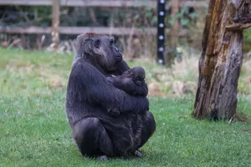 Effie holding her infant baby gorilla
