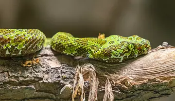 Mangshan viper on a tree branch, which can be viewed at London Zoo's Secret Life of Reptiles and Amphibians. 