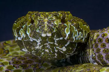 Mangshan pit viper close up
