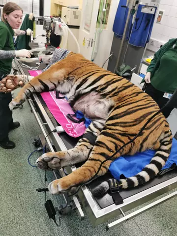 Asim Sumatran Tiger Surgery at London Zoo