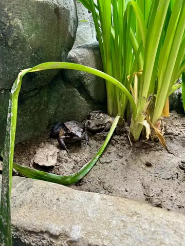 Mountain chicken frogs at London Zoo