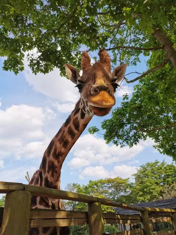 Maggie the giraffe at London Zoo