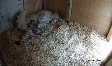 Asiatic lion cubs born at London Zoo 