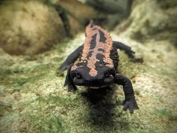 Laos Warty Newt