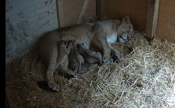Lioness Arya feeds cubs at London Zoo