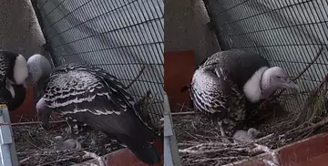 Parents Phil and Cuthbert rearing their baby chick, Rupert.