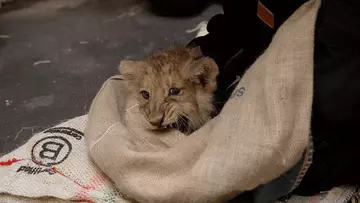 Keepers scoop up a feisty lion cub for its first health check