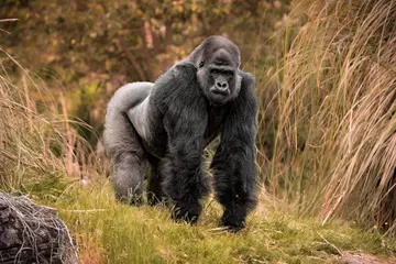 Gorilla at London Zoo - Kiburi silverback