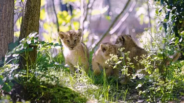 London Zoo’s three lion cubs take their first steps outside