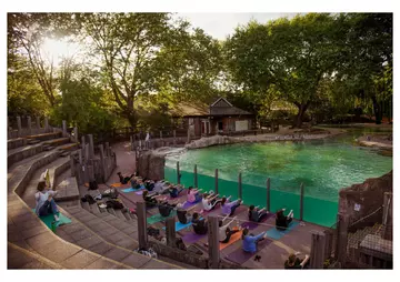 Overlooking yoga at penguin beach