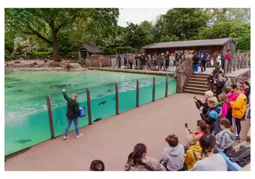 Watching keeper feeding penguins