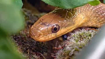 Aesculapian snake