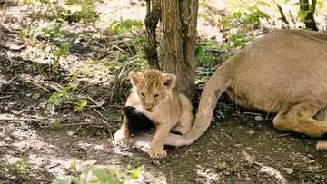 Lion cub plays with mum