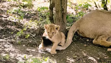 Lion cub plays with mum