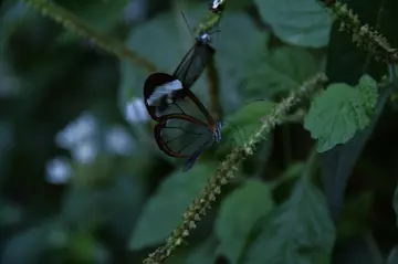 Glasswing butterfly