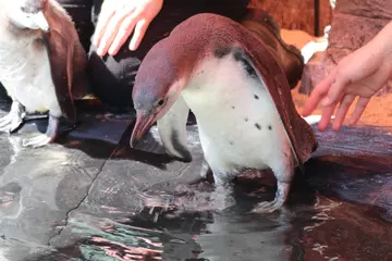 Penguin chick inspects the nursery pool