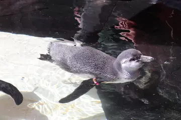 Penguin chick has its first swim