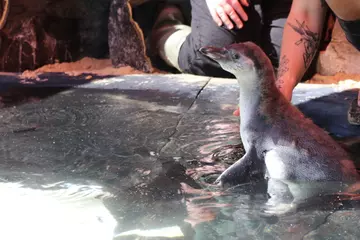 Penguin chick takes its first dip