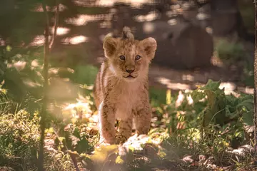 Asiatic lion cub at London Zoo