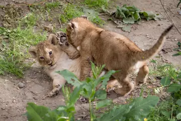 Asiatic lion cubs play at London Zoo