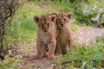 Asiatic lion cub at London Zoo