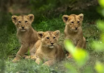 Three Asiatic lion cubs