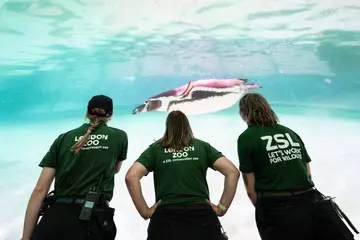 Zookeepers watch a VR rendering of penguin, Rainbow, at Outernet