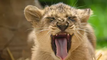 Amber Rainsford lion cub London Zoo