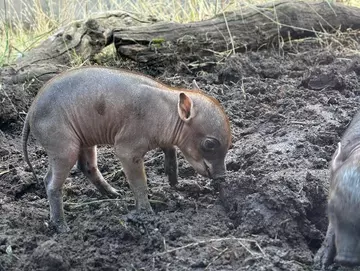 baby babirusa