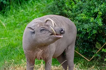 Babirusa male with tusks 