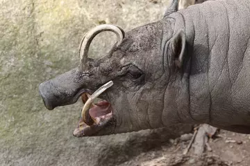 Babirusa male closeup shot of tusks