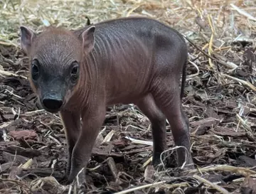 baby babirusa