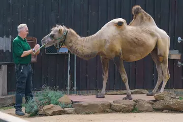 Camel keeper Mick Tiley weighs Bactrian camel, Noemie, at London Zoo