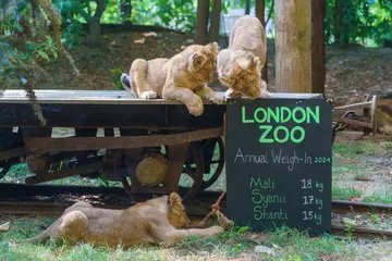 Endangered Asiatic lions weighed at London Zoo