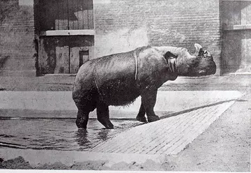 Begum the nothern Sumatran rhino