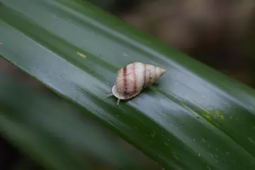 An unmarked born in the wild Partula tohiveana in Moorea