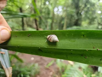 Born in the wild unmarked Partula tohiveana snail observed in the wild.