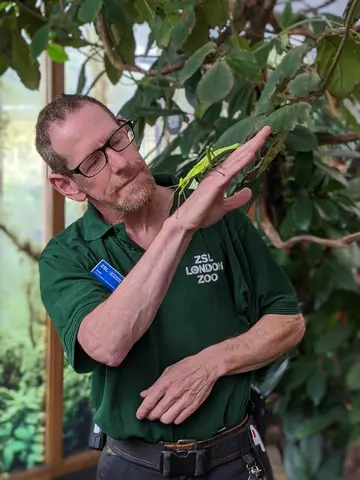 ZSL Ectotherms team leader Dave Clarke holding a Jungle Nymph