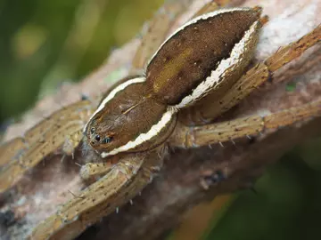 Close up image of a Fen raft spider