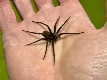 Fen raft spider on adult mans hand