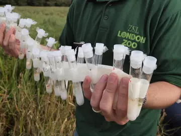 Test tubes filled with baby Fen raft spiders ready for release