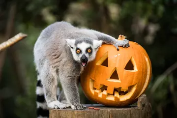 Boo at the Zoo: London Zoo Halloween