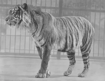 Javan tiger at London Zoo