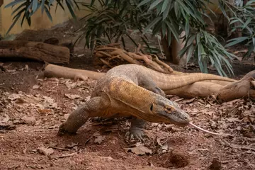 Komodo dragon Khalessi at London Zoo