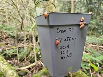 Partula affinis release pot, close-up, in Papehue valley, Tahiti.