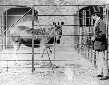 Quagga at London Zoo