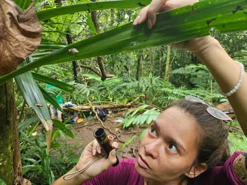 Conservationists in the field finding previously extinct partula snail