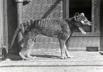 Thylacine at London Zoo