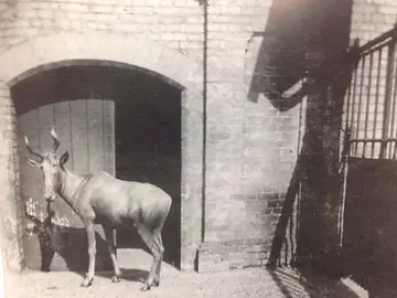 Bubal hartebeest at London Zoo